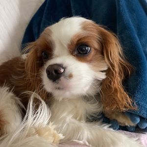 Meet your Posher, Isabella